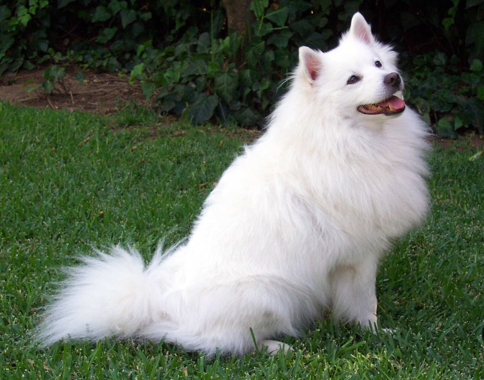 белая собака сидя