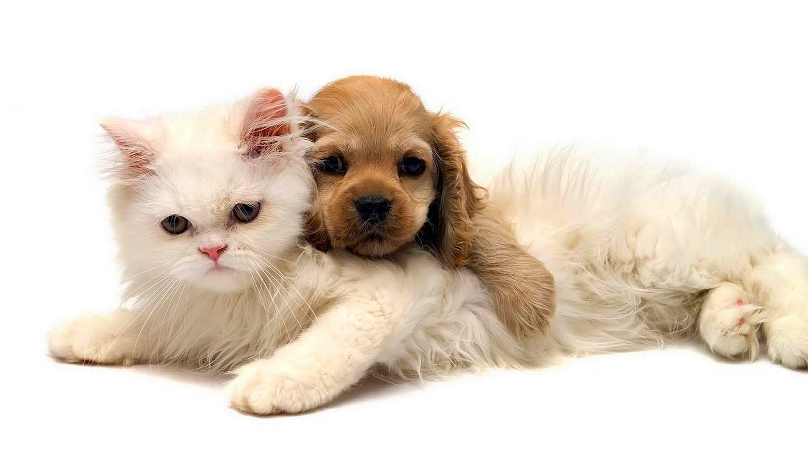 кошка и щенок