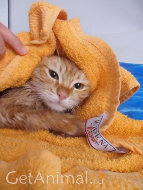 кот в полотенце