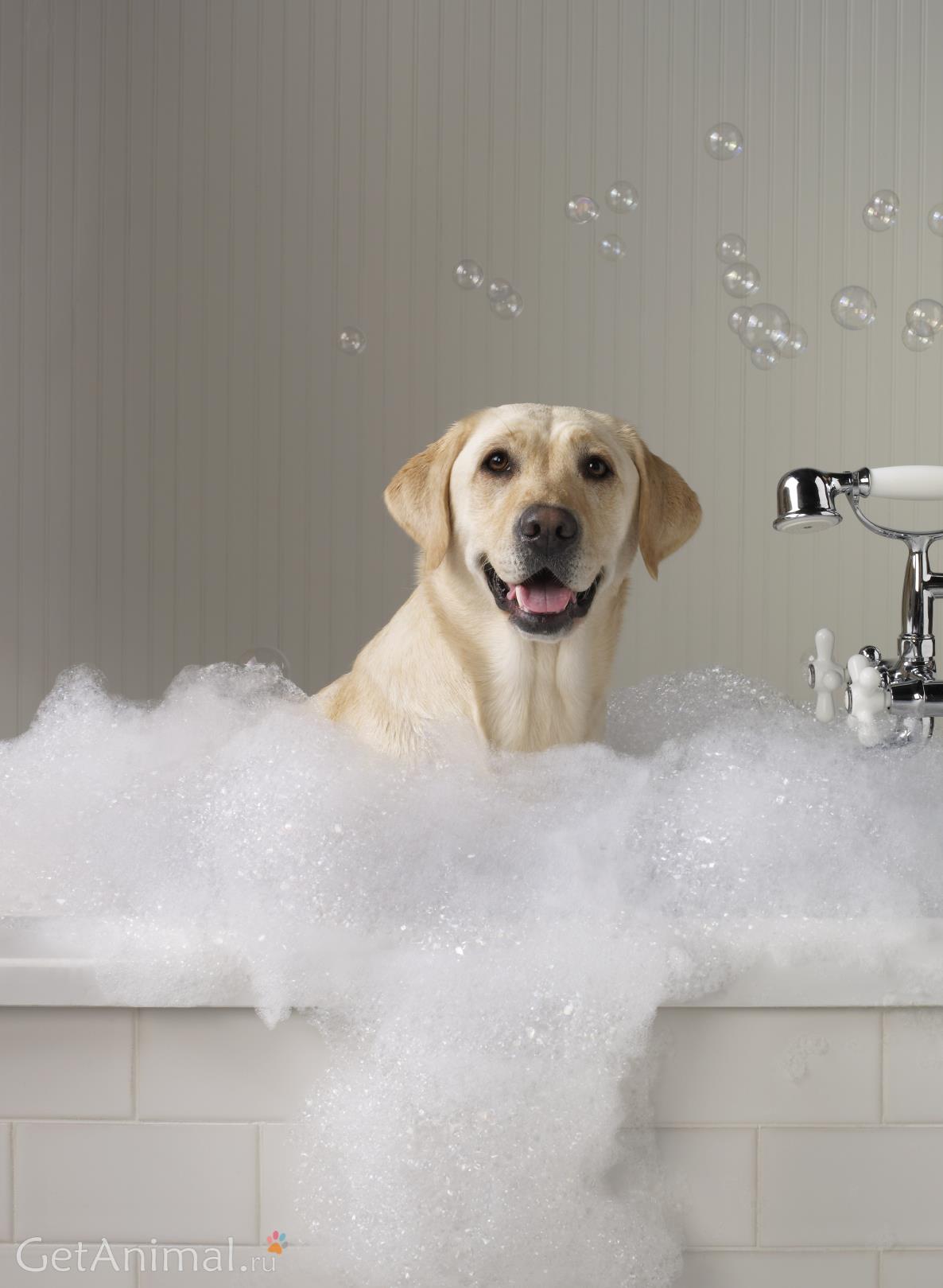 как помыть собаку