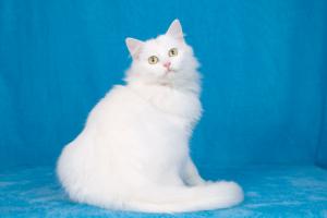 Ангорский котенок девочка Лилу 1
