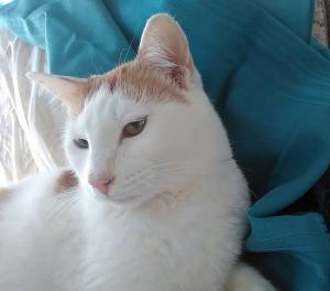 Крупный бело-рыжий котик Даня  3