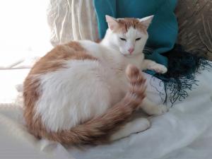 Крупный бело-рыжий котик Даня  1