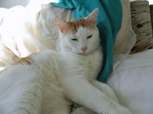 Крупный бело-рыжий котик Даня  4