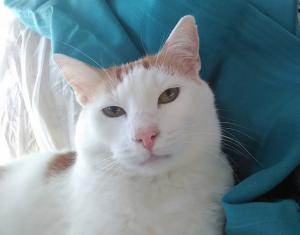 Крупный бело-рыжий котик Даня  2
