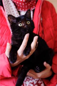 Черный котёнок в добрые руки.  4