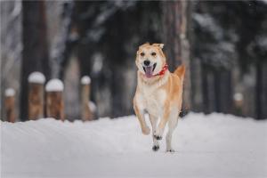 Изящная, красивая собака Айрис 3