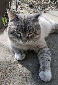 Молодой ласковый котик Тай 1