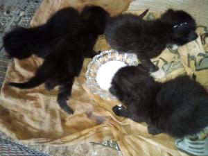 милые чёрные котята 1