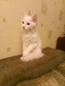 Белый котенок 2