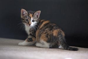 Крошки-котята от домашней кошк 4