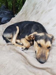 SOS щенки-смертники ищут дом 4