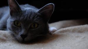 Красивый котик Серый в добрые  4