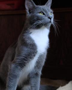 Красивый котик Серый в добрые  3