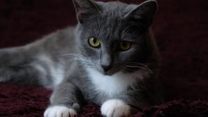 Красивый котик Серый в добрые  1