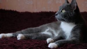 Красивый котик Серый в добрые  2