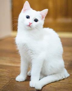 Две белоснежные красотки кошки 2