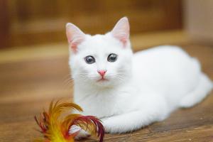 Две белоснежные красотки кошки 3