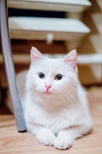 Две белоснежные красотки кошки 4