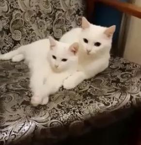 Две белоснежные красотки кошки 1
