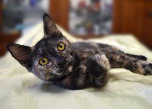 Наоми, трехцветный котенок 3