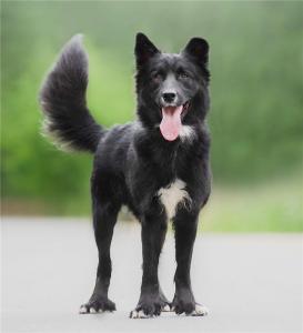 Красивый чёрный пёс Филипп 1
