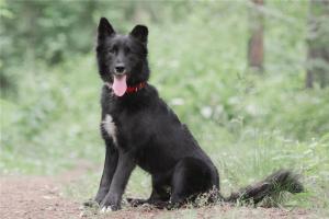 Красивый чёрный пёс Филипп 3