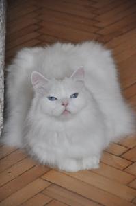 Белоснежный кот Себастьян 4