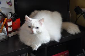 Белоснежный кот Себастьян 1