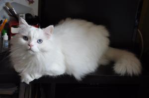Белоснежный кот Себастьян 3