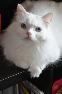 Белоснежный кот Себастьян 2