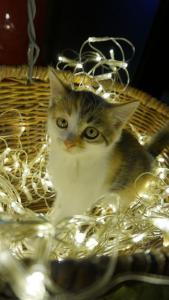 Чудесные котята-девочки в дар! 3