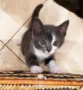 Серый котенок- девочка в дар! 3