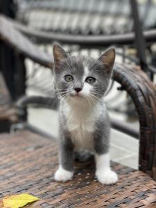 Серый котенок- девочка в дар! 1