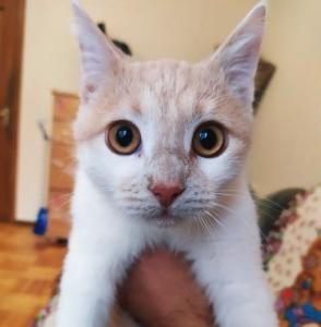 Бело-рыжий котенок Персик! 2