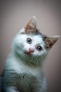 Голубоглазый котенок Скайрим 3