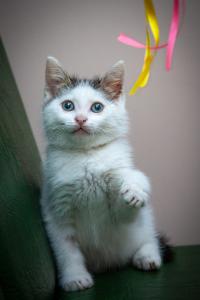 Голубоглазый котенок Скайрим 2