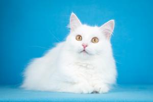 Ласковая белая ангорская кошка 4