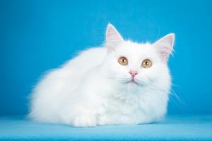 Ласковая белая ангорская кошка 3