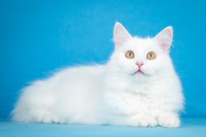 Ласковая белая ангорская кошка