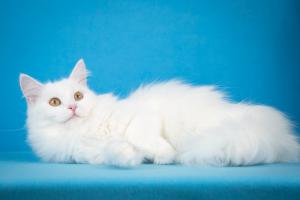 Ласковая белая ангорская кошка 2