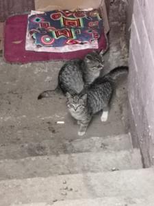 Два котенка срочно ищут дом! 1