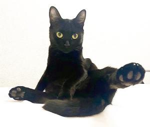 Чёрная кошка в добрые руки 1