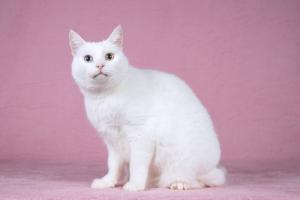Белая кошка Лавли с разноцветн 3