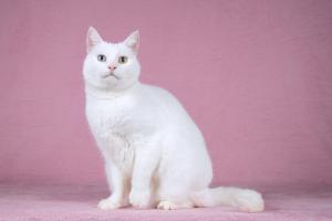 Белая кошка Лавли с разноцветн