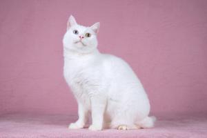 Белая кошка Лавли с разноцветн 2