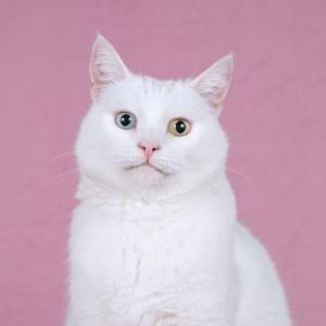 Белая кошка Лавли с разноцветн 4