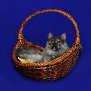 Леся – шикарная кошка в дар! 4
