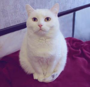 Белоснежная булочка – кошка Лю 3