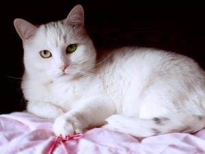 Белоснежная булочка – кошка Лю